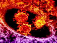 एक नाही, तर तीन प्रकारच्या कोरोनाचा देशावर हल्ला; गुजरातचे संशोधक धास्तावले - Marathi News | CoronaVirus three types of corona strains in country; Researchers panicked hrb | Latest national Photos at Lokmat.com