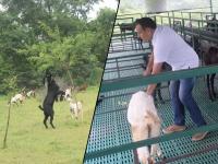 मॅनेजरची नोकरी सोडून 'हा' तरुण करतोय शेळीपालन; महिन्याला कमवतो लाखो रुपये - Marathi News | Success Story Of Goat Farming By Ajay Jaswal Una Himachal Pradesh | Latest jarahatke Photos at Lokmat.com