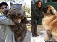 लव्ह यू एनिमल ! मोठ्ठे पण माणसाळलेले प्राणी - Marathi News | Love you animal, Large but manly pets animals | Latest jarahatke Photos at Lokmat.com