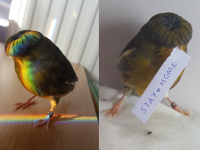 'या' पक्ष्याच्या कटोरा कटींगवर लोक झाले फिदा, फोटो पाहून तुमच्या जुन्या आठवणी होतील ताज्या! - Marathi News | Barry the adorable gloster canary with a bowl feathercut api | Latest social-viral Photos at Lokmat.com