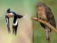 निसर्गातले 'हे' पक्षी देतात पावसाचे पूर्वसंकेत - Marathi News | 'These' birds in nature indication of monsoons | Latest jarahatke Photos at Lokmat.com