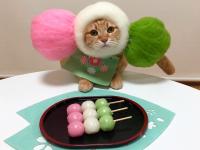 स्टाइल में रहने का; या मांजराचे हटके फोटो पाहाच - Marathi News | cute photos of japanese cat | Latest jarahatke Photos at Lokmat.com