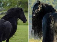 ...म्हणून या घोड्याला म्हटलं जातं जगातला 'सर्वात हॅन्डसम घोडा', पहिल्या नजरेत पडाल त्याच्या प्रेमात! - Marathi News | Frederik The great considered by many the most handsome horse in the world see pics api | Latest social-viral Photos at Lokmat.com