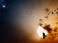 इथं शेकडो पक्षी करतात आत्महत्या; भारतातील रहस्यमय ठिकाण - Marathi News | jatinga valley assam famous for birds suicide | Latest jarahatke Photos at Lokmat.com