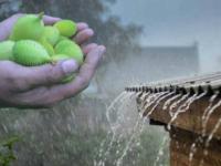 व्हेरी व्हेरी टेस्टी टेस्टी, या 6 रानभाज्यांचा आस्वाद घ्याच - Marathi News | Very important test tasty, these 6 wild monsoon vegetables | Latest food Photos at Lokmat.com