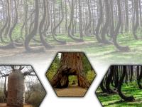 जगभरातली चित्र-विचित्रं झाडं; तुम्हीही पाहून व्हाल थक्क! - Marathi News | Picturesque trees all over the world; You will be amazed to see it too! | Latest international Photos at Lokmat.com