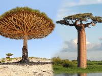 काही सुंदर आणि काही विचित्र दिसणारी 'ही' १० झाडे आजही लोकांसाठी बनून आहेत रहस्य! - Marathi News | World's 10 mysterious trees and their interesting facts | Latest social-viral Photos at Lokmat.com