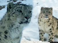 हिमालयातला दुर्मीळ हिम बिबट्या कधी पाहिलात का ? - Marathi News | Have you ever seen a rare iceberg in the Himalayas? | Latest social-viral Photos at Lokmat.com