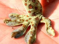 दुर्मिळ प्राण्याला वाचविण्यासाठी 'या' माणसाने 20 लाख नाकारले; सोशल मीडियात कौतुकाचा वर्षाव - Marathi News | Man Saved Life Of Endangered Gecko Lizard Life | Latest social-viral Photos at Lokmat.com