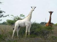धक्कादायक! जगातील दुर्मीळ जातीच्या पांढऱ्या जिराफांची शिकार - Marathi News | Kenya's rare white female giraffe 'killed by poachers' | Latest international Photos at Lokmat.com
