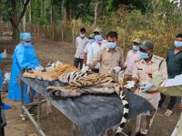 कुत्र्यापासून वाघांना धोका; कान्हा व्याघ्र प्रकल्पात ‘T-141’ वाघिणीसह तिच्या चार बछड्यांचा मृत्यू - Marathi News | Tigers threatened by dogs; 'T-141' tigress and her four cubs die in Kanha Tiger Reserve | Latest national News at Lokmat.com