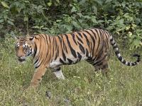 वाघांना माणूस खाऊ घालणारी ही कसली वनपर्यटनाची क्रूर नीती? - Marathi News | What kind of cruel tourism policy is this that makes tigers eat humans? | Latest nagpur News at Lokmat.com वाघांना माणूस खाऊ घालणारी ही कसली वनपर्यटनाची क्रूर नीती? - Marathi News | What kind of cruel tourism policy is this that makes tigers eat humans? | Latest nagpur News at Lokmat.com