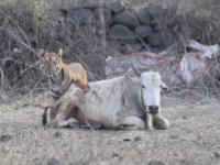 दबा... झडप... खेळ खल्लास...; 'अवनी'नंतर यवतमाळची नवी वाघीण चर्चेत! - Marathi News | Tigress in Yavatmal attacked a bull, hunting captured | Latest maharashtra Photos at Lokmat.com
