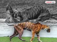 रणथंबोरची राणी, मगरींच्या शिकारीसाठी प्रसिद्ध; 'अ‍ॅरोहेड'ने घेतला अखेरचा श्वास... - Marathi News | Arrowhead Tigress: The queen of Ranthambore, famous for hunting crocodiles; 'Arrowhead' took her last breath... | Latest jarahatke Photos at Lokmat.com