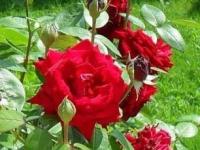 गुलाबाच्या कुंडीत खोचून ठेवा कांदा, गुलाबाला येतील फुलंच फुलं, पाहा नेमकं काय करायचं... - Marathi News | benefits of onion for flowering plants, home hacks for the fast growth pf rose plant, tips to get maximum flowers from rose plant | Latest sakhi Photos at Lokmat.com