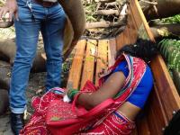 चेंबूरमध्ये झाड कोसळून आणखी एका महिलेचा दुर्दैवी मृत्यू - Marathi News | Unfortunate death of another woman in Chembur tree collapsed | Latest mumbai Photos at Lokmat.com