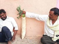 लय भारी! बुलढाण्याच्या शेतकऱ्यानं पिकवला ९ किलोंचा मुळा; 'मॉन्स्टर मुळा' पाहून तुम्हीही व्हाल अवाक्.... - Marathi News | Maharashtra farmer 9 kg radish buldhana monster radish vegetables viral | Latest jarahatke Photos at Lokmat.com