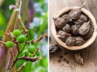 किचनमध्ये पोहोचण्यापूर्वी प्रत्यक्षात कसे दिसतात मसाले? बघा १५ मसाल्यांचे खास फोटो.... - Marathi News | What spices look like before they make it to your kitchen | Latest food Photos at Lokmat.com