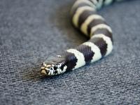 हे आहेत जगातील सर्वात धोकादायक प्राणी - Marathi News | These are the most dangerous animals in the world | Latest international Photos at Lokmat.com