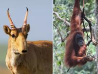 चिंताजनक!...तर प्राणिसंग्रहालयातही दिसणार नाहीत हे वन्यजीव - Marathi News | Worrying! ... then these animals will not be seen in the zoo | Latest international Photos at Lokmat.com