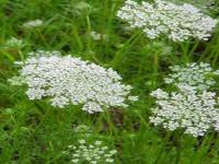 आश्चर्यजनक! या झाडाला हात लावायला सुद्धा घाबरतात लोक; स्पर्श करताच जळतं संपूर्ण शरीर - Marathi News | Fears of widespread burns and injuries from a most dangerous plant in britain myb | Latest jarahatke Photos at Lokmat.com