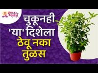 तुळस चुकूनही कोणत्या दिशेला ठेवू नये? Do not place the Tulsi in the wrong direction by mistake?