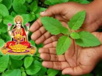 Home Vastu Tips : घरात या ठिकाणी लावा तुळस; होईल धनवर्षाव, देवी लक्ष्मी होईल प्रसन्न - Marathi News | Apply basil at this place in the house There will be wealth Goddess Lakshmi will be pleased vastu tips tulsi | Latest bhakti Photos at Lokmat.com