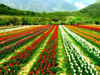 स्वर्गाहूनही सुंदर नंदनवन फुलांनी बहरलं - Marathi News | Beautiful paradise from heaven also flourishes with flowers | Latest national Photos at Lokmat.com