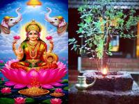 तुमच्या घरात तुळशीच्या बाजूला ‘या’ गोष्टी ठेवल्या नाही ना? लक्ष्मी नाराज होईल, निघून जाईल! - Marathi News | are you kept these things next to tulsi in your house have you devi lakshmi will be angry and leave | Latest bhakti News at Lokmat.com