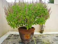 Tulsi Shubh Ashubh Sanket : घरात ‘शुभ-अशुभ’चे संकेत देते तुळस, ‘या’ गोष्टींकडे जरुर द्या लक्ष - Marathi News | tulsi plant gives these auspicious and inauspicious indications tulsi shubh ashubh sanket bhakti astro | Latest bhakti Photos at Lokmat.com
