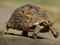 CoronaVirus News: कोरोनापासून बचाव करण्यासाठी चिमुकलीला पाजलं कासवाचं रक्त; अन्... - Marathi News | baby dies after being given turtles blood to drink to protect her from coronavirus kkg | Latest international Photos at Lokmat.com