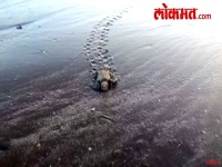 रत्नागिरी : कासवांची पिल्लं सुखरुप सोडली समुद्रात