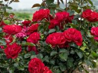 गुलाबाचं रोप वाढलं उंच पण फुलंच येत नाहीत? ७ टिप्स-गुलाबांनी वाकून जाईल कुंडीतलं रोप - Marathi News | How To Make Rose Plant Bloom : How To Make Rose Plant Bloom At Home | Latest sakhi Photos at Lokmat.com