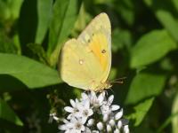 फुलपाखरांचे मनाला भुरळ घालणारे सौंदर्य नक्की पहा - Marathi News | Beautiful photography of the butterfly's in different colours | Latest jarahatke Photos at Lokmat.com