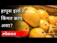 कोकणचा राजा हापूस आंबा बाजारात दाखल पण दर किती? Alphonso Mangoes Arrive In Market | Maharashtra News