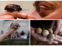 कुणी सिंह पाळलाय, तर कुणी मगर... ह्यांचं घर म्हणजे 'मिनी जंगल' - Marathi News | people with their most unusual pets | Latest jarahatke Photos at Lokmat.com