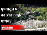 पुण्यातून पक्षी का होत आहेत गायब? Why are birds disappearing from Pune? Pune News