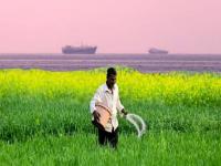 इराण युद्धाची भारताने चुकवली किंमत, २५ लाख टन युरियाची दुप्पट दरात केली खरेदी; बाजारपेठेत खळबळ - Marathi News | India paid the price of the Iran war, bought 2.5 million tonnes of urea at double the price; effect on Globle Market | Latest national News at Lokmat.com