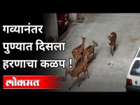 गव्यानंतर पुण्यात दिसला हरणांचा कळप! Deer Animals In Pune | Maharashtra News | Lokmat
