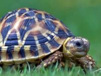 मासे पकडणाऱ्या महाराष्ट्रातील जोडप्याला सापडलं चमकदार दुर्मिळ कासव; 'या' कामांसाठी केली जाते तस्करी - Marathi News | Rare tortoise indian star fishing couple witchcraft drug trafficking smuggled indapur pune | Latest jarahatke Photos at Lokmat.com