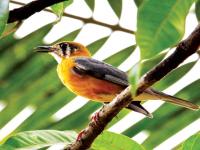 पक्षी जाय दिगंतरा; हजारो किमी प्रवास करुन परदेशी पाहुणे सागरी किनारी दाखल - Marathi News | Birds Go Digantara; Traveling thousands of kilometers, foreign birds enter the coastal shores | Latest vasai-virar Photos at Lokmat.com