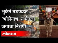 Lockdownमुळे नंदीवाल्यांना फटका | प्राण्यांसोबत माणसांचेही भुकेनं हाल! | Walhekarwadi | Pcmc | Pune