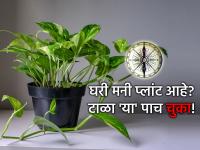 Vastu Tips: मनी प्लांट लावूनही पैसा टिकत नाहीये? मग 'या' ५ चुका तुम्ही करत नाही ना? तपासून घ्या! - Marathi News | Vastu Tips: Money is not saving even after installing a money plant? Then you are not making these 5 mistakes, are you? Check it out! | Latest bhakti News at Lokmat.com Vastu Tips: मनी प्लांट लावूनही पैसा टिकत नाहीये? मग 'या' ५ चुका तुम्ही करत नाही ना? तपासून घ्या! - Marathi News | Vastu Tips: Money is not saving even after installing a money plant? Then you are not making these 5 mistakes, are you? Check it out! | Latest bhakti News at Lokmat.com