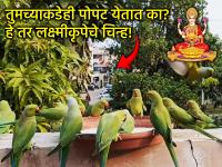 Vastu Tips: खिडकीत, अंगणात पोपटाचे येणे हे तर लक्ष्मी कृपेचे शुभ चिन्ह; पाहा वास्तू संकेत! - Marathi News | Vastu Tips: The presence of a parrot in the window or courtyard is an auspicious sign of Lakshmi's grace; See Vastu signs! | Latest bhakti Photos at Lokmat.com