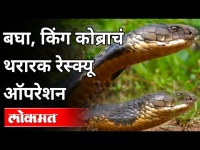 तब्बल 8 फूट लांबीचा किंग कोब्रा | Rescue of King Cobra | India News