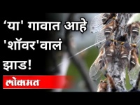 झाडातून पाण्याचा फवारा का उडतोय? Shower Tree | Gondia | Maharashtra News