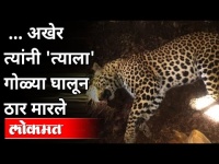 बिबट्याला गोळ्या घालून कसे ठार मारले? Leopard Death | Bibtya | Maharashtra News | Lokmat