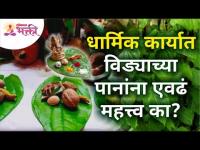 धार्मिक कार्यात विड्याच्या पानांना एवढं महत्त्व का? Why do we use Betel Leaf in Religious Events?