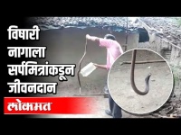 विषारी नागाला सर्पमित्रांकडून जीवनदान | Rescue Snake | Akola | Maharashtra News