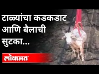 टाळ्यांचा कडकडाट आणि बैलाची सुटका | Bull Rescue From Feep Well | Solapur News